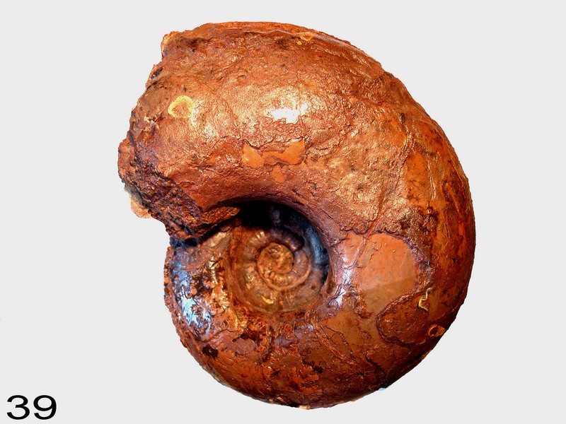 Lytoceras